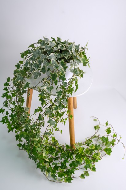 Плющ строкатий